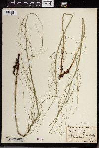 Equisetum fluviatile image