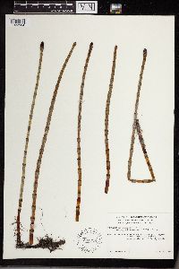 Equisetum fluviatile image