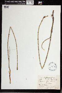 Equisetum fluviatile image