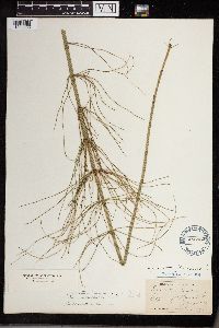 Equisetum fluviatile image