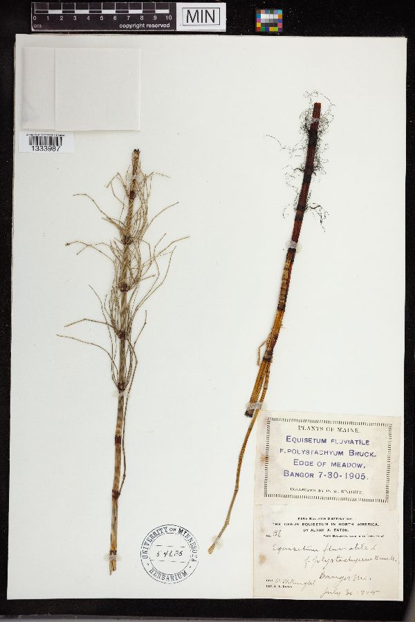 Equisetum fluviatile image