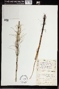 Equisetum fluviatile image