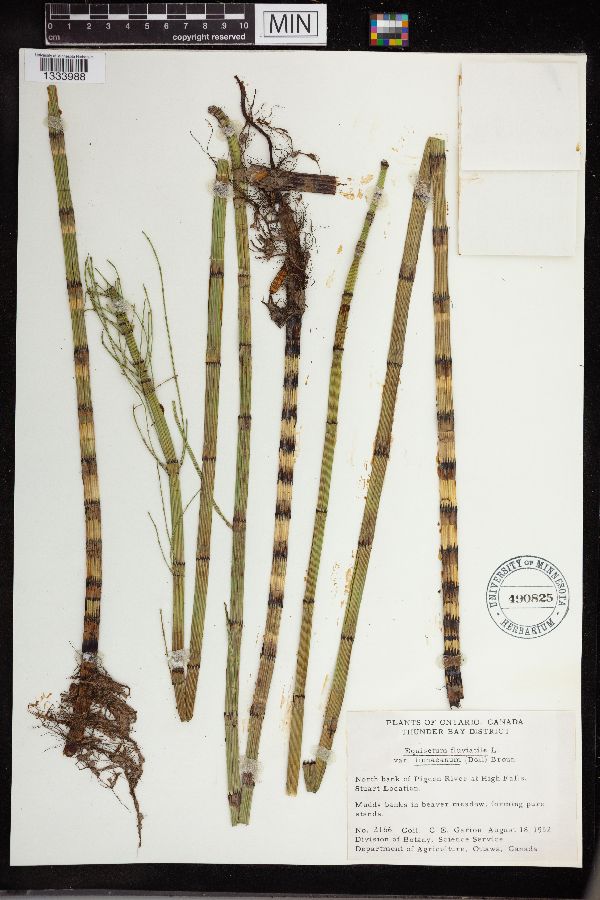 Equisetum fluviatile image