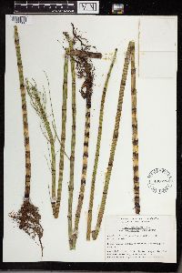 Equisetum fluviatile image