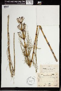 Equisetum fluviatile image