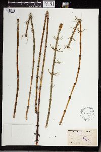 Equisetum fluviatile image