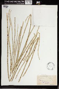 Equisetum fluviatile image