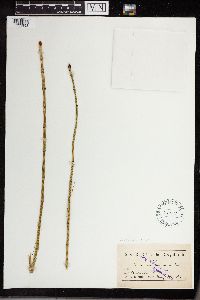 Equisetum fluviatile image