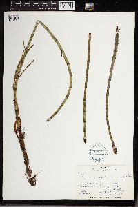Equisetum fluviatile image