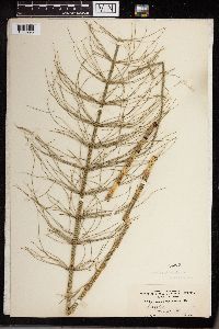 Equisetum fluviatile image