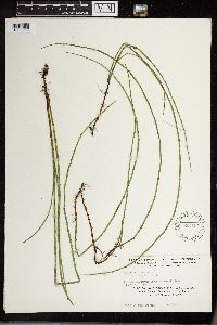 Equisetum fluviatile image