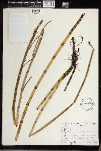Equisetum fluviatile image