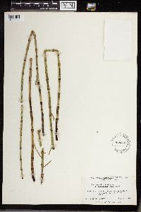 Equisetum fluviatile image
