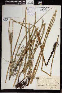 Equisetum fluviatile image