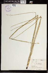 Equisetum fluviatile image