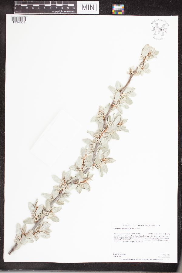 Elaeagnus commutata image