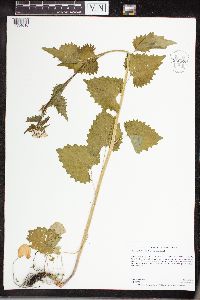 Alliaria petiolata image