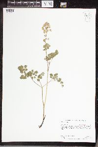 Thalictrum dioicum image