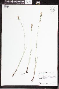 Carex buxbaumii image