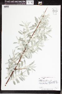 thumbnail image of current specimen
