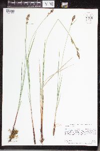 Carex buxbaumii image