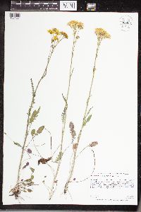 Packera pseudaurea image