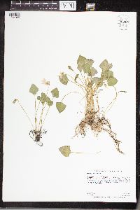 Viola nephrophylla image