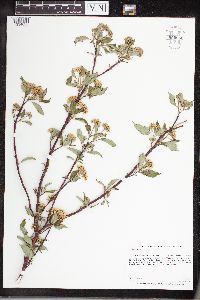 thumbnail image of current specimen