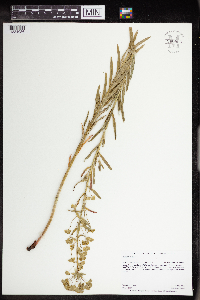 Euphorbia virgata image