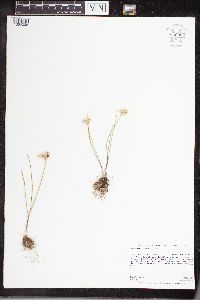 Allium textile image