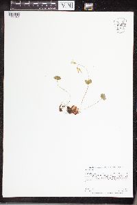 Oxalis violacea image