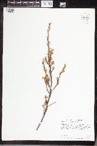 Prunus pumila image