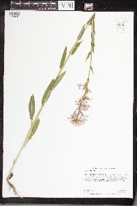 Hesperis matronalis image