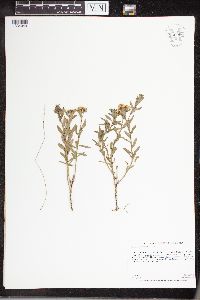 Comandra umbellata image