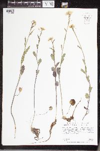 Cardamine bulbosa image