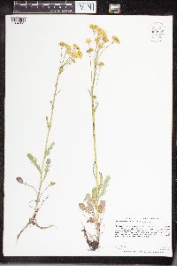 Packera pseudaurea image