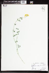 Lotus corniculatus image