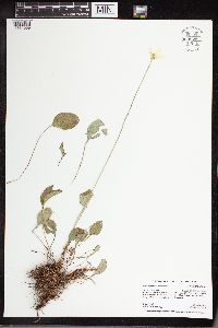 Parnassia glauca image