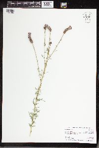 Dalea purpurea image