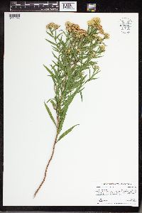 Euthamia graminifolia image