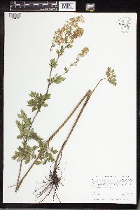 Thalictrum dasycarpum image