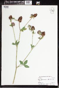 Trifolium pratense image