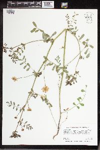 Securigera varia image