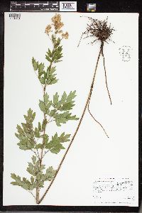 Thalictrum dasycarpum image