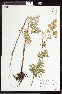 Thalictrum dasycarpum image