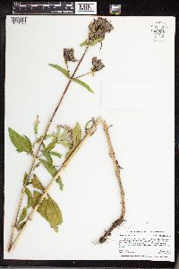 Saponaria officinalis image