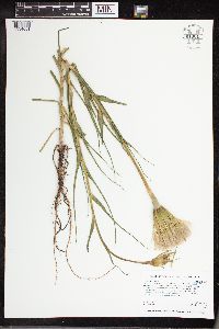 Tragopogon dubius image