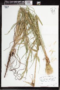 Tragopogon dubius image