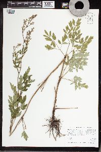 Thalictrum dasycarpum image