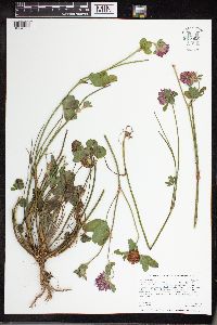 Trifolium pratense image